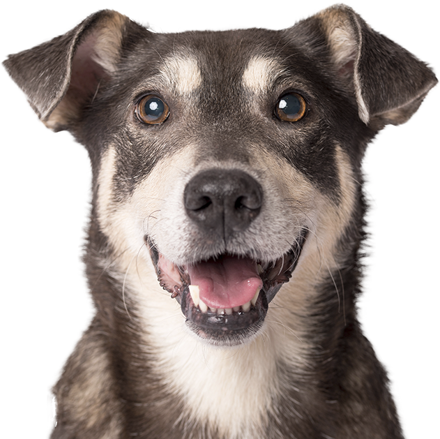 Cachorro