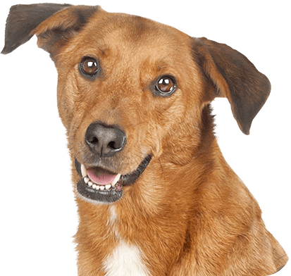 Cachorro