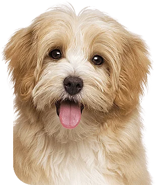 Cachorro