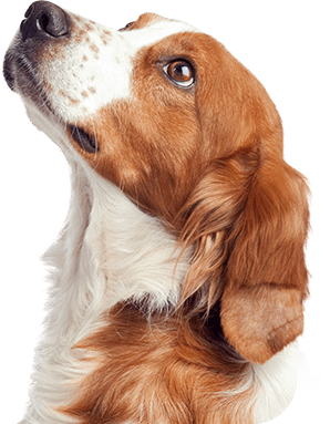 Cachorro